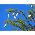 KAMEELBOOM  `Vachellia erioloba`  15 SEEDS