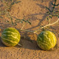 Kalahari Melon - 30 SEEDS