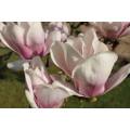 MAGNOLIA × SOULANGEANA (Saucer magnolia)  5  SEEDS