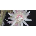 RHIPSALIS BACCIFERA - 50 SEEDS  `Mistletoe Cactus`