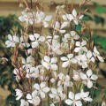 White Butterfly Flower -  Gaura lindheimeri   - 10 SEEDS