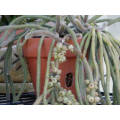 RHIPSALIS BACCIFERA - 50 SEEDS  `Mistletoe Cactus`