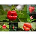 EXOTIC & RARE - HOOKERS LIPS/ MICK JAGGER`S LIPS/  Psychotria Elata  -  Tropical Flowers  - 15 SEEDS