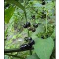 WILD BLACK BERRY -  `Solanum Nigrum`     50 SEEDS