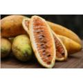 BANANA PASSION FRUIT / CURUBA(Passiflora tarminiana)  5 SEEDS