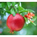 EXOTIC FRUIT  -  POMEGRANATE `TEXAS PINK`   20 SEEDS