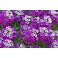 ALYSSUM  FLOWER - `HeuningBlom` - 30 SEEDS - medicinal