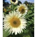 WHITE GIANT SUNFLOWER  ( Helianthus White Nite)    - 25 SEEDS