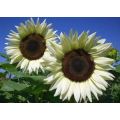 WHITE GIANT SUNFLOWER  ( Helianthus White Nite)    - 15 SEEDS