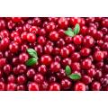 BERRIES  - CRANBERRY  `SCARLET KNIGHT`- 10 SEEDS