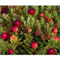 BERRIES  - CRANBERRY  `SCARLET KNIGHT`- 10 SEEDS