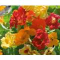 NASTURTIUM VINE - CLIMBING TALL MIX  -  5 SEEDS   `Tropaeolum majus`Edible Flowers