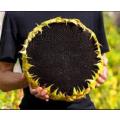SUNFLOWER  GIRAFFE ` giganteus`  - 20 SEEDS (Very tall, Very Big Flower, Very Big seeds)