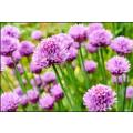 CHIVES  /  `RUSH LEEKS` -  Allium schoenoprasum  -  30 SEEDS