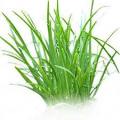 CHIVES  /  `RUSH LEEKS` -  Allium schoenoprasum  -  30 SEEDS