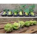 CHAYOTE/CHOKO/SHU-SHU `Sechium Edule` - 1 x live sprouted (seedling/bulb)  PROTECTIVELY SHIPPED