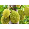 JACKFRUIT / JACA / KANUN /JACK FRUIT  -  Artocarpus heterophyllus  -  5 SEEDS  exotic fruit