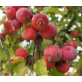 CORALBURST CRAB APPLE  ` Malus Coralcore`   -  10 SEEDS  exotic fruit
