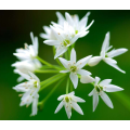 WILD GARLIC WHITE  FLOWER (Allium Ursinum) - 15 SEEDS