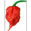 CHILLIES -  CAROLINA REAPER  -   5 SEEDS  `capsicum chinense`  SUPER HOTTEST!!!