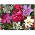 NERIUM OLEANDER  MIXED COLOURS    -  30 SEEDS