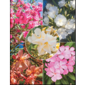 NERIUM OLEANDER  MIXED COLOURS    -  30 SEEDS