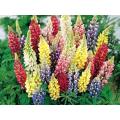 FLOWERS  -  LUPINUS HARTWEGII /RUSSEL  LUPINE `GIANT KING`   COLOR MIX  10 SEEDS