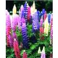 FLOWERS  -  LUPINUS HARTWEGII /RUSSEL  LUPINE `GIANT KING`   COLOR MIX  10 SEEDS