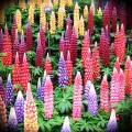 FLOWERS  -  LUPINUS HARTWEGII /RUSSEL  LUPINE `GIANT KING`   COLOR MIX  20 SEEDS