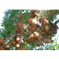 MULBERRY FIG / SYCAMORE FIG / MOCHABA / UMNCONGO - Ficus sycomorus  10 SEEDS