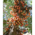 MULBERRY FIG / SYCAMORE FIG / MOCHABA / UMNCONGO - Ficus sycomorus  10 SEEDS