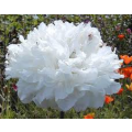 FLOWERS - PAEONY DOUBLE POPPY `WHITE CLOUD`   10 SEEDS