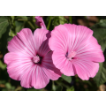 FLOWERS  - MARSHMALLOW HIBISCUS / ROSE MALLOW `hibiscus moscheutos -  20 SEEDS - edible flowers