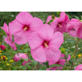 FLOWERS  - MARSHMALLOW HIBISCUS / ROSE MALLOW `hibiscus moscheutos -  20 SEEDS - edible flowers