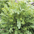 BURNET-BLOODWORT /TOPER`S PLANT / GARTENPIMPERNELLE - Sanguisorba Minor  15 SEEDS  medicinal / herbs
