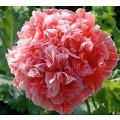 PSYCHOACTIVE - FLOWERS -  DOUBLE PAEONE POPPY `FROSTED SALMON` - 20 SEEDS
