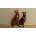 Beautiful pair of brown cats.
