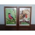 Beautiful pair of old signed bird paintings.