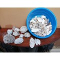 Bowl of assorted sea shells.