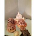 Set of 7 Shells 3 X Helmut Conch Shell and a Queen Conch Shell
