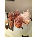 Set of 7 Shells 3 X Helmut Conch Shell and a Queen Conch Shell