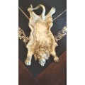 Antique Victorian Lion Skin Pin Tray in Bronze/ Brass