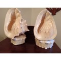 Pair of Conch Shells on Shell Bases