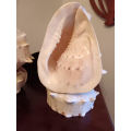 Pair of Conch Shells on Shell Bases