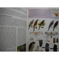Sasol : Birds of Prey of Africa and its Islands - Paperback - Alan & Meg Kemp