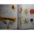 Eyewitness Visual Dictionaries : The Visual Dictionary of Plants - Hardcover