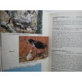 Birds of the Highveld - Paperback - Peter Ginn - 1974 Edition