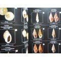 Field Guide to South African Seashells : Cape Region - Paperback - Alwyn P. Marais