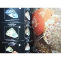 Field Guide to South African Seashells : Cape Region - Paperback - Alwyn P. Marais