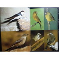 More Garden Birds of Southern Africa - Hardcover - Peter Ginn